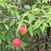 Prunus - Photo (c) Παναγιώτης Ραφαηλίδης, algunos derechos reservados (CC BY-NC), subido por Παναγιώτης Ραφαηλίδης