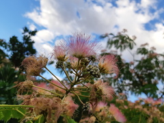 Albizia julibrissin