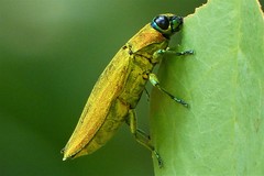 Philocteanus