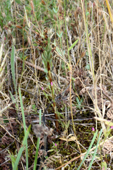 Anacamptis coriophora