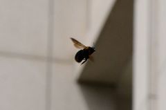 Xylocopa appendiculata appendiculata