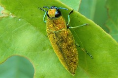 Philocteanus
