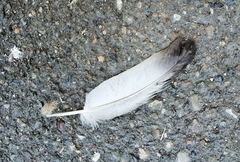 Columba livia
