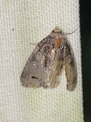 Chytonix palliatricula