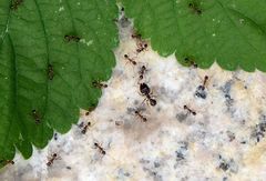 Pheidole nodus