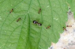 Pheidole nodus