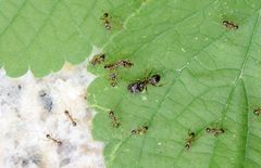 Pheidole nodus