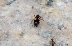 Pheidole nodus