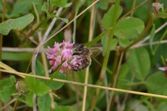 Trifolium hybridum