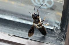 Callomegachile