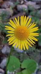 Doronicum columnae