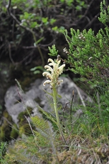 Pedicularis comosa comosa