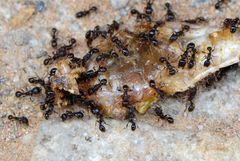 Tetramorium tsushimae