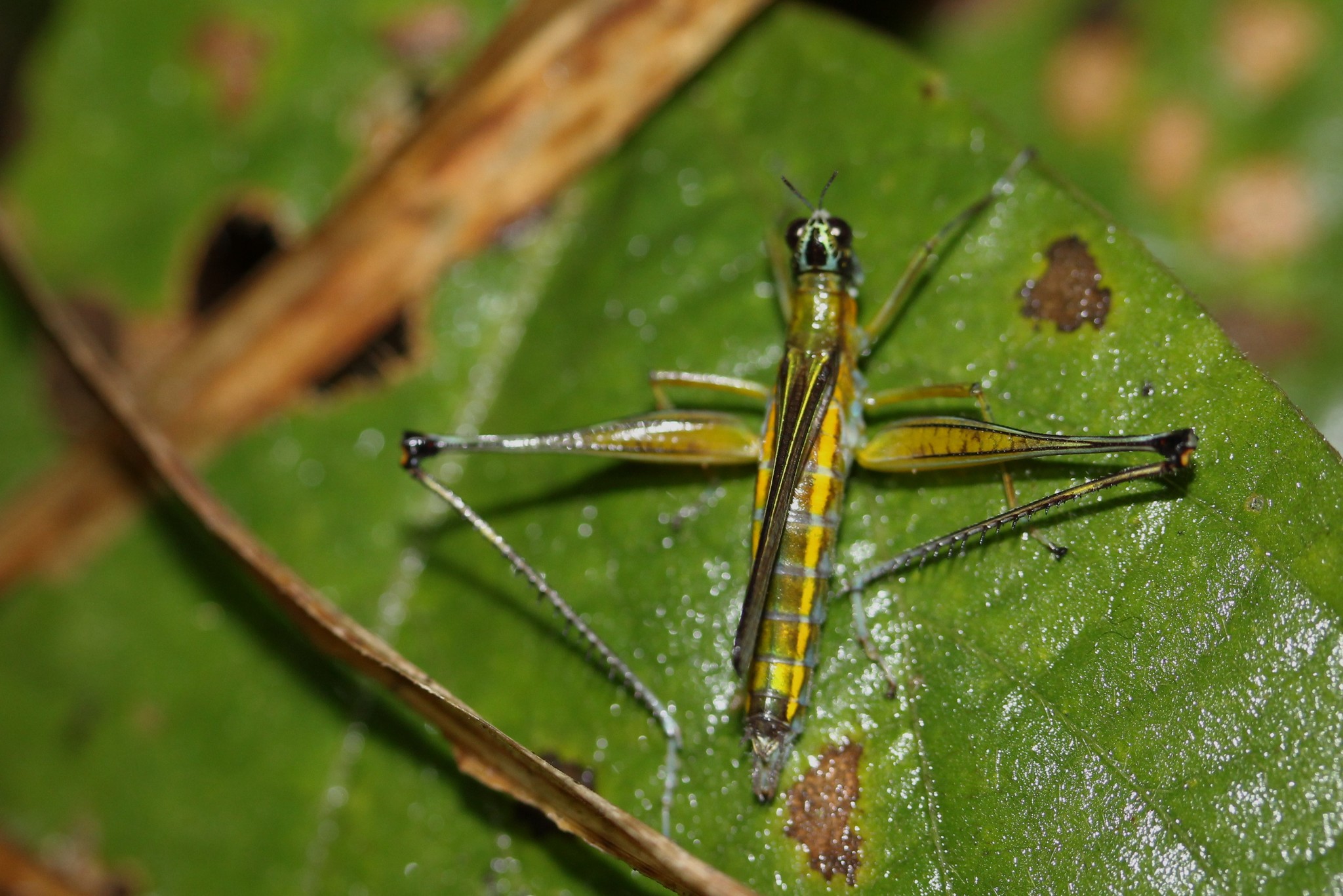 monkey grasshoppers, saltamontes payaso