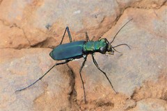 Cicindela bicolor