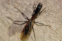 Camponotus mirabilis