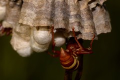 Polistes stigma