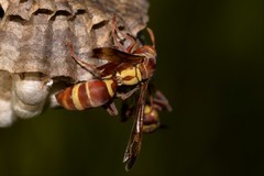 Polistes stigma