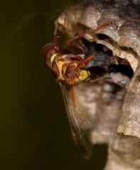 Polistes stigma