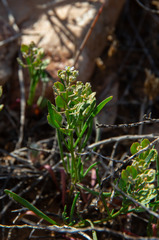 Lepidium phlebopetalum