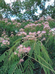 Albizia julibrissin