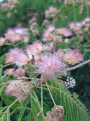 Albizia julibrissin