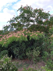 Albizia julibrissin
