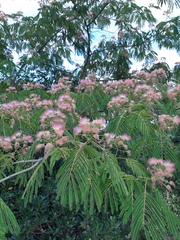 Albizia julibrissin