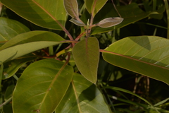Lophostemoneae