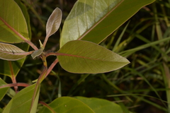 Lophostemoneae
