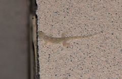 Gekko swinhonis