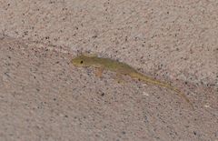 Gekko swinhonis