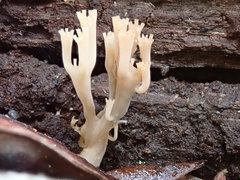 Artomyces austropiperatus