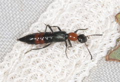 Paederus cruenticollis
