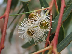 Eucalyptus amygdalina