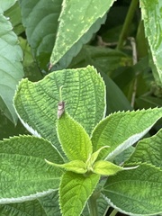 Grapholita delineana