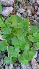 Doronicum columnae