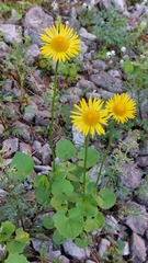 Doronicum columnae