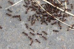 Tetramorium tsushimae