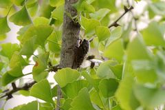 Cryptotympana atrata