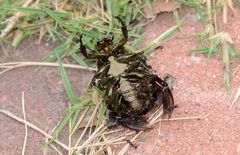 Protaetia brevitarsis