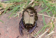 Protaetia brevitarsis