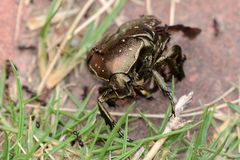 Protaetia brevitarsis