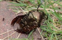 Protaetia brevitarsis