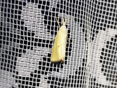 Xanthocrambus saxonellus