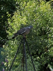 Columba palumbus