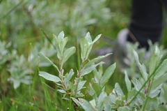 Salix lapponum