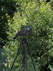 Columba palumbus