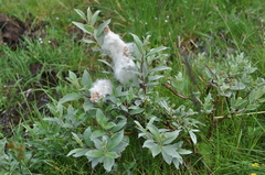 Salix lapponum