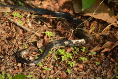 Naja sumatrana